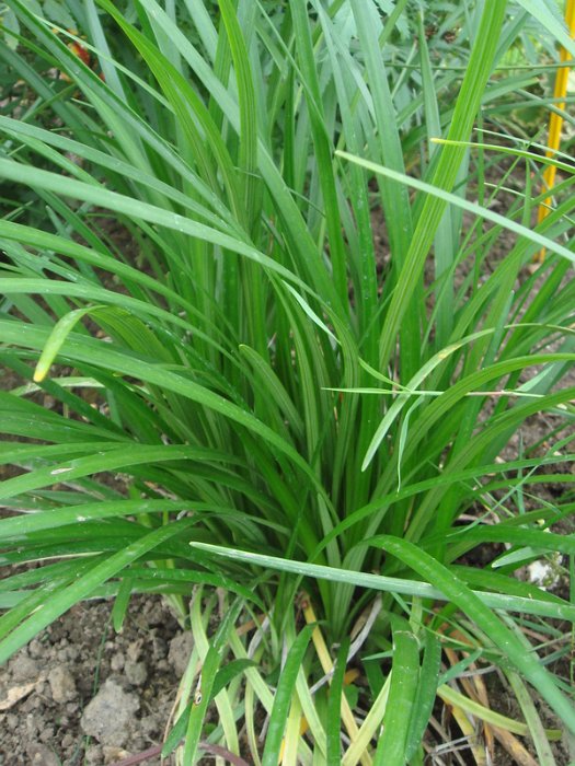 Liriope muscari 'Evergreen Giant'
